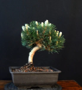 BONSAI SCHWARZKIEFER PINUS THUNBERGII "SENJYUMARU" OUTDOOR KIEFER - Bild 1 von 5
