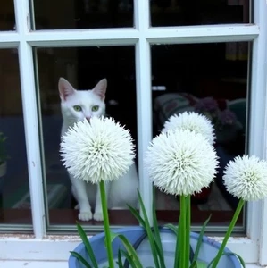 Zwiebeln Riesen-Allium weiß  Zwiebel Blumenzwiebeln winterhart duftend # - Bild 1 von 1