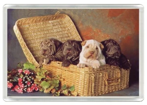 SHAR PEI WELPEN KORB HUND KUNSTDRUCK NEUHEIT ACRYL KÜHLSCHRANKMAGNET TOLLES GESCHENK - Bild 1 von 1