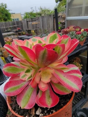 Imported pink witch succulent aeonium - Image 1 of 3