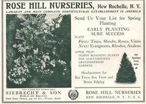 Antiguo anuncio impreso Rose Hill viveros árboles arbustos New Rochelle Nueva York 1902 - Imagen 1 de 1