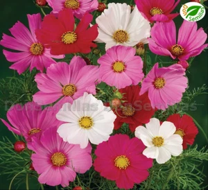Cosmos Sensation Gigante ( 400 semillas ) - seeds - Cosmos bipinnatus - Imagen 1 de 1