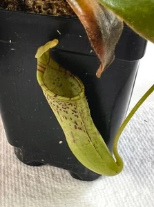 Nepenthes Epiphytica x Mollis AW SG - Carnivorous Plant - Picture 1 of 6
