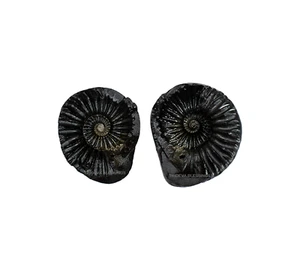 Auspicious Laxmi Narayana Shaligram (Open Chakra) - I - Gandaki River Nepal - Picture 1 of 4