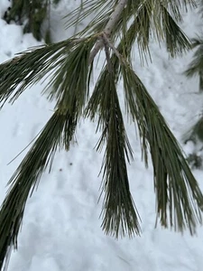 Caja de té orgánica con aguja de pino blanco 20 bolsas frescas que aumentan la inmunidad - Imagen 1 de 11