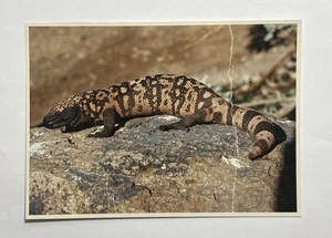 Gila Monster or Beaded Lizard Only Poisonous Lizard in the Southwest Postcard - Picture 1 of 7