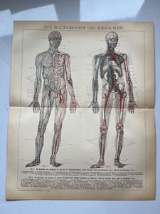 1907 chromolithograph of the heart and blood circulatory system German antique - Imagen 1 de 5