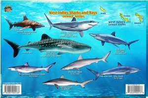 West Indies Sharks & Rays - Picture 1 of 2