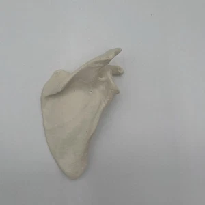 3B Scientific A45/4 R Right Human Scapula Bone Anatomical Model - Picture 1 of 4