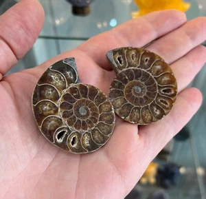 Small Ammonite Fossil Polished Slice PAIR 5 x 4.5cm Moroccan 60g - Picture 1 of 3