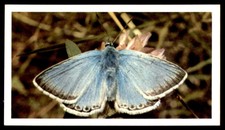 Grandee British Butterflies 1983 - Chalkhill Blue No. 18