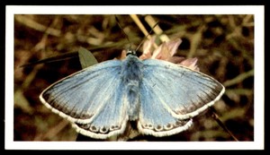 Grandee British Butterflies 1983 - Chalkhill Blue No. 18