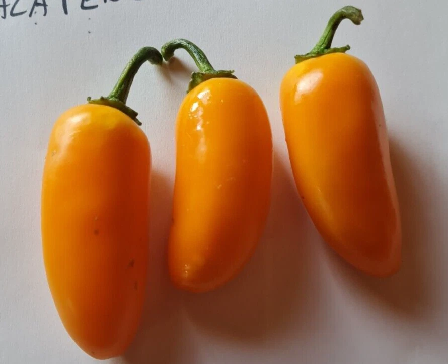 20 semillas de pimiento jalapeño naranja - Imagen 1 de 1