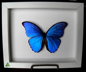 ELECTRIC BLUE GIANT MORPHO BUTTERFLY - Picture 1 of 4