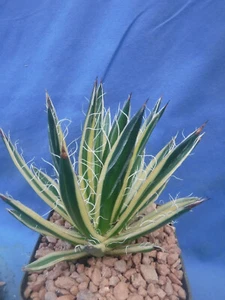 Agave schidigera "Royal Flush" Variegated NICE SUCCULENT 3"+ Starter Plant - Picture 1 of 10