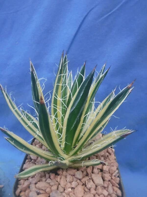 Agave schidigera "Royal Flush" Variegated NICE SUCCULENT 3"+ Starter Plant - Image 1 of 4