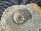 Amaltheus Sp Ammonite Rare Calcite Fossil Freestanding Eype, Dorset, Uk Specimen