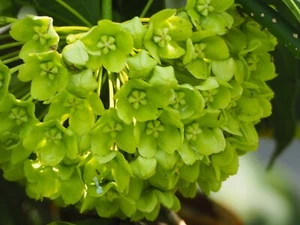 Flor de cera verde - Dregea volubilis - flor de cera - más de 20 semillas - semillas - Ed 086 - Imagen 1 de 1