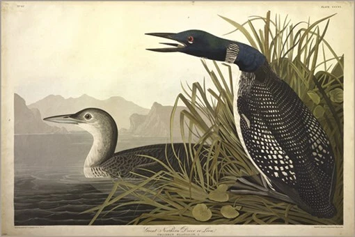 Great Northern Diver or Loon de John James Audubon publicación de arte ilustración vintage Foto 1 de 1