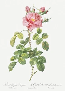 Four Seasons Rose in Bloom Les Roses by Pierre Joseph Redouté Print Repro - Picture 1 of 2
