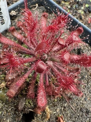 Drosera oblanceolata {Hong Kong} plantas carnívoras semillas de rocío solar 25+ por pedido Foto 1 de 2
