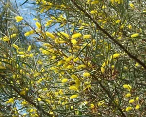 Acacia Aneura Long lived True Mulga Tree 30 seeds Native Garden Tree waterwise - Picture 1 of 5