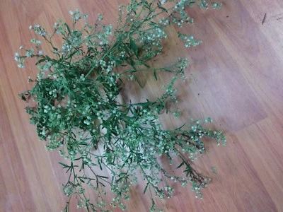 ESCOBA AMARGA PLANTA YERBA LLERBA religion yoruba ifa afrinaca santeria