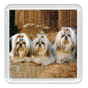 Shih Tzu perros perros montaña rusa acrílica novedad taza tapete gran regalo - Imagen 1 de 1