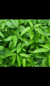 EGYPTIAN SPINACH, Jute, Molokhia, Path Shak, Nali shak, aprox 100 seeds - Picture 1 of 1