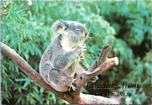 postcard Australia, NSW - Greetings from Castle Hill - Koala Bear - Picture 1 of 2