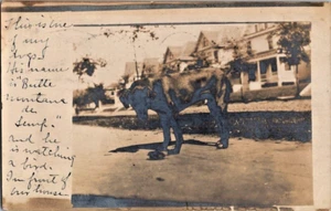 Photo of dog named Butte Montana watching a bird 1909 rppc postcard a97 - Picture 1 of 2