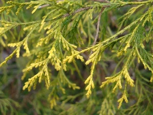 Chamaecyparis Pisifera Filifera Aurea Slow Growing Yellow Conifer Multiple Sizes - Picture 1 of 3