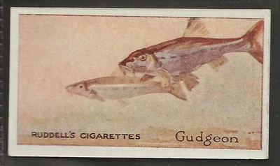RUDDELL-ROD & GUN 1924-#20- GUDGEON - Image 1 of 2