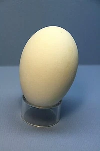 Straußeneier Basteln Kunstwerk Deko Malerei 10x7,5cm ausgeblasen Sammlerstücke - Bild 1 von 2