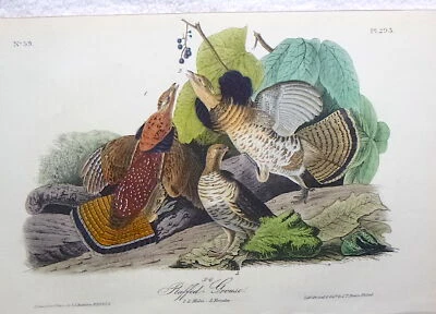 Audubon 1st ed Octavo   RUFFED GROUSE   Birds of America  1840 original   pl 293 - Image 1 of 4