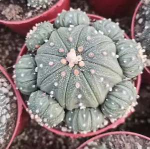Astrophytum asterias Mehrkopfkaktus Sukkulente Heim Bonsai Dekor Pflanzen - Bild 1 von 4
