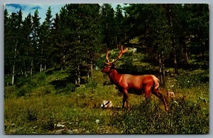 Postcard Banff Alberta c1960s Elk in Banff National Park Canadian Rockies - Picture 1 of 2