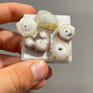 Solar Quartz slice cabochons x 5, 70.10 crt 18mm cabochon loose gemstone Eo-1363 - Picture 1 of 3