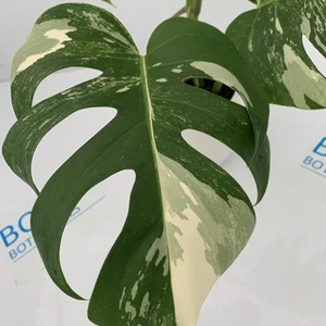 Monstera deliciosa var Borsigiana Variegated Albo ESTABLISHED PLANT Rare Indoor - Picture 1 of 13