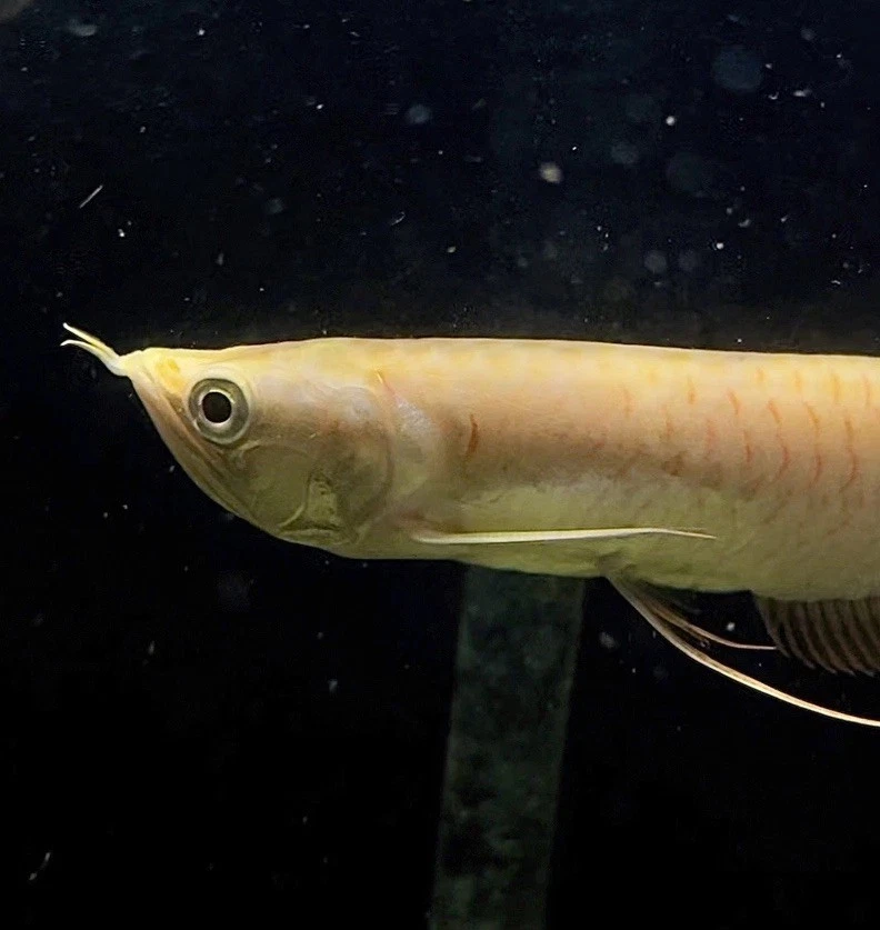 XL 11” Banana Arowana  Foto 1 de 3