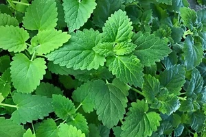 CATNIP Seeds Perennial Herb Cat Lovers 500+ Non-GMO 2025 USA Free Tracking! - Picture 1 of 5