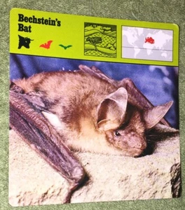 Vintage 1976 Animal Card - Bechstein’s Bat - Printed In Japan - Picture 1 of 4
