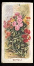 Tobacco Card, Godfrey Phillips, OLD FAVOURITES, Flowers, 1924, Dahlia, #8
