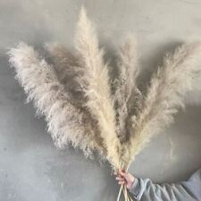 Natural Dried Pampas Grass Off White and Grey 