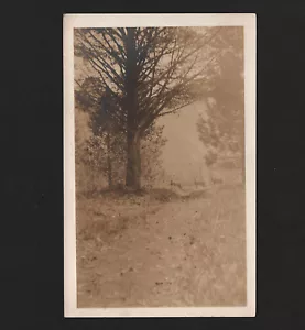 OPC de colección sin usar RPPC Three Deer in the Road - Imagen 1 de 2
