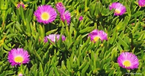 30 x Live Ice Plant plant cutting for rooting for backyard ground cover - Picture 1 of 12