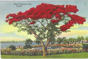 Vintage Florida Linen Postcard Royal Poinciana Tree Flowers - Picture 1 of 2