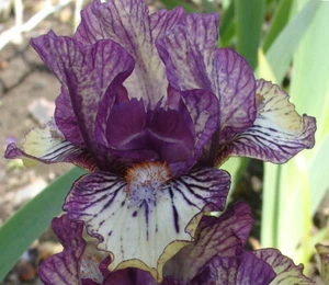 August delivery-Md. Dwarf Bearded Iris Beetlejuice purple cream - Picture 1 of 4