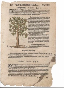 Mispelbaum/ Kornelkirsche verm. ausKreuterbuch, Adam Lonitzer, 2.A.1550 - Bild 1 von 2