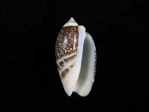 Sea Shell Oliva (Agaronia) gibbosa 59,5 mm ID#8407 - Imagen 1 de 2